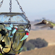 Illustration for article titled Hummingbirds dive to sing with their tails